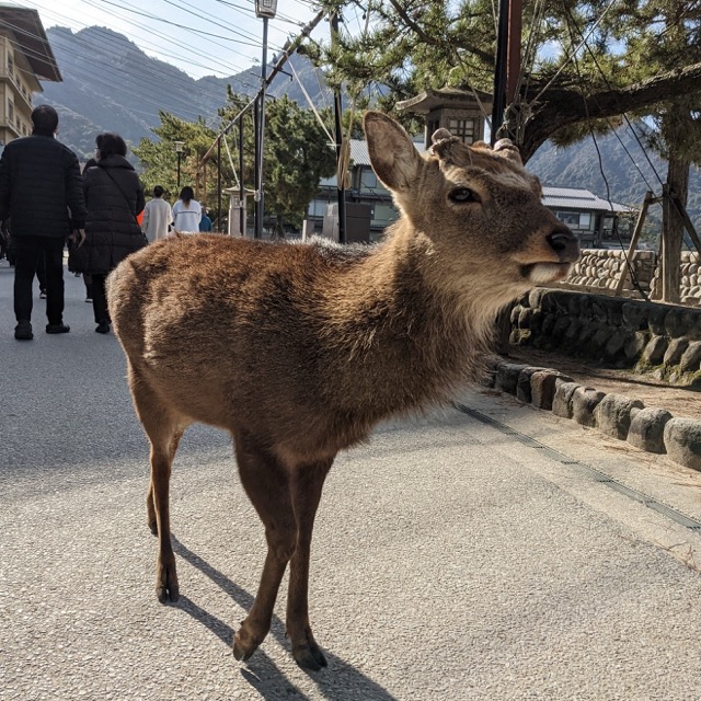 A deer walking on the ground