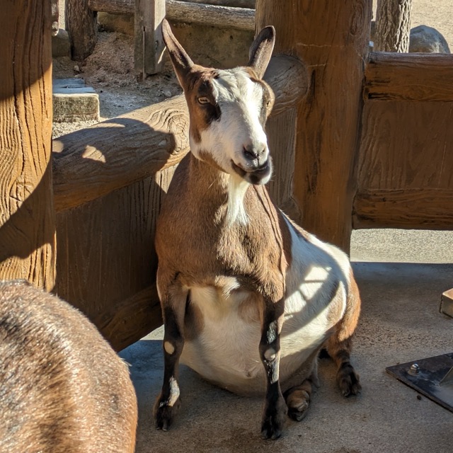 A goat sitting on the ground