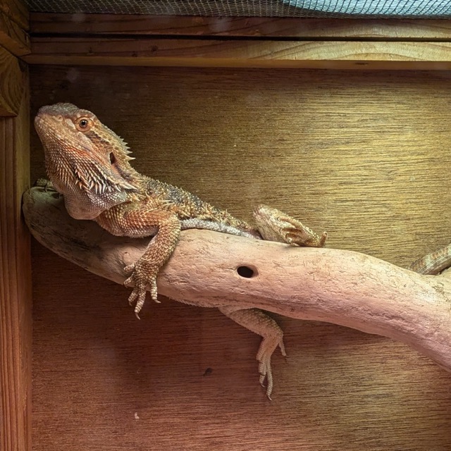 A Lizard hanging on a tree