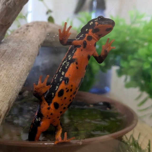 A newt stuck to a wall