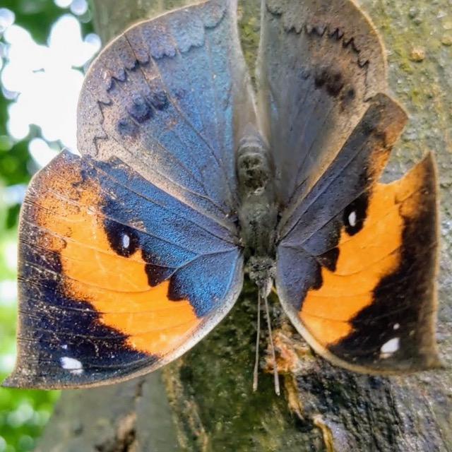 A orange oakleaf butterfly